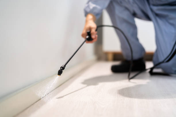 Best Affordable Pest Control Services  in Rocky Mount, VA