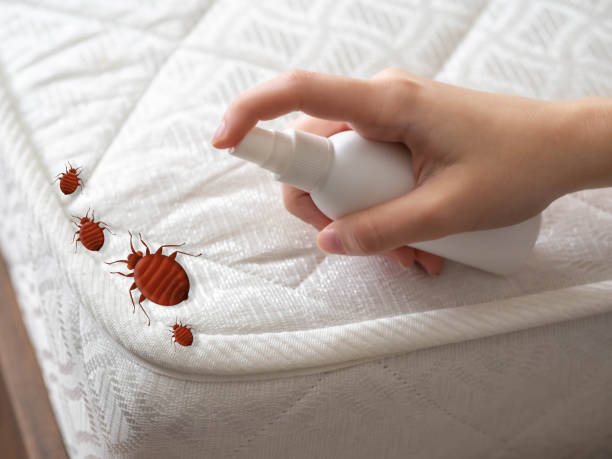 Best Pest Prevention Services  in Rocky Mount, VA